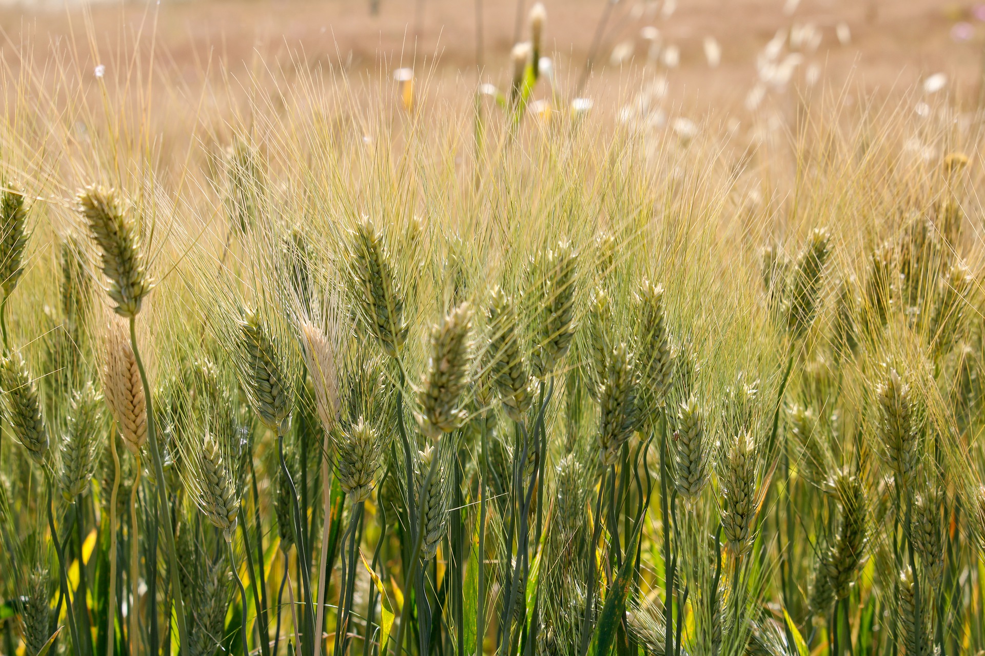 Dieta bezglutenowa – dla kogo będzie właściwa?