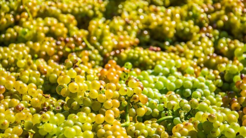 Jak zrobić wino z białych winogron – przepis i porady