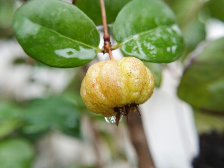 Jak zrobić pigwówkę – prosty domowy przepis