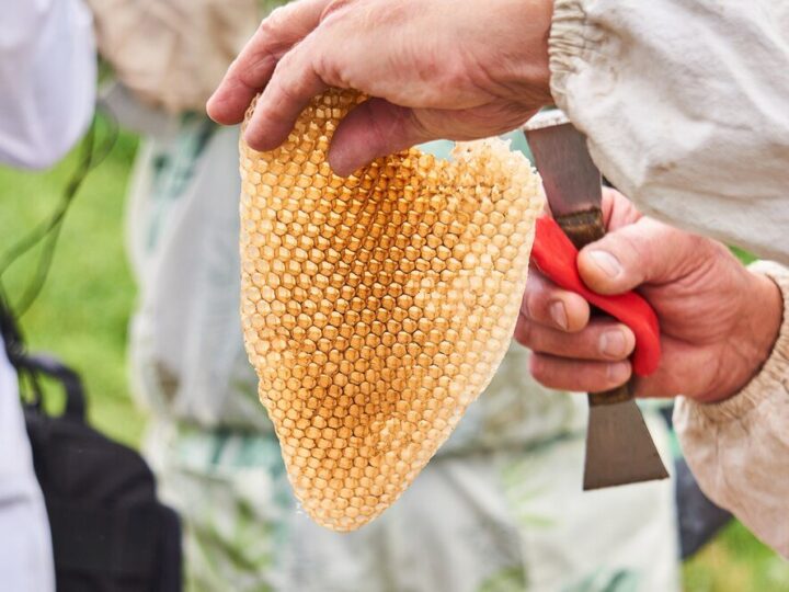 Z czego jest miód spadziowy – pochodzenie i cechy smaku