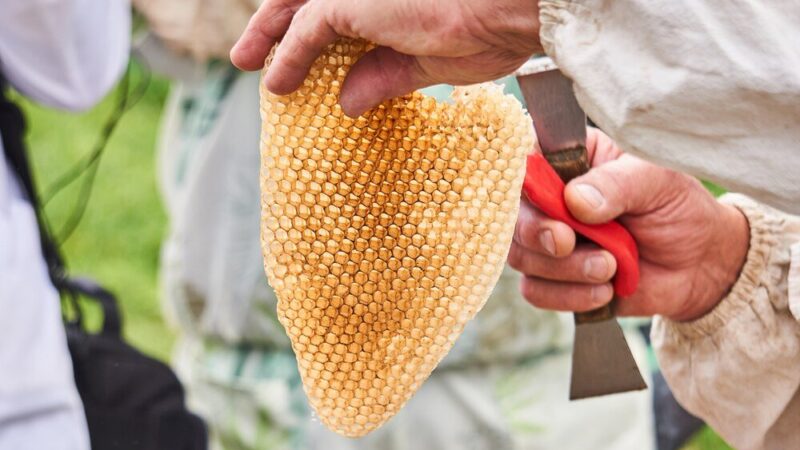 Z czego jest miód spadziowy – pochodzenie i cechy smaku